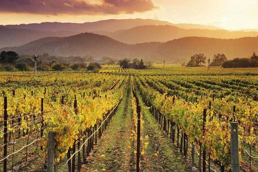 Vineyard Sunset Paint & Sip 2